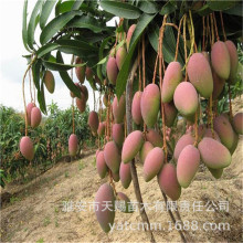 ���â���޽ӹ����� ̨�r�����ļ�â�t�F���P��â�������������