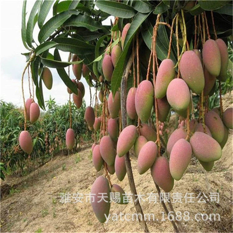Jinhuang манго привитые фруктовые деревья рассада Тайвань Нонг Гуйци четыре сезона манго Красная принцесса Кейт манго рассада посаженное растение в горшке