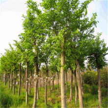 �����Ә� ���~���Ә�a�����l�������̾G���L���� ��ľ �����Ә�