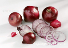 新鮮出口洋蔥Onions   歡迎大量選購 長期供應 價格美麗