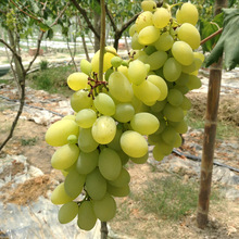 果苗木批发维多利亚青提苗无核葡萄苗盆栽果树苗别墅果树苗挂果