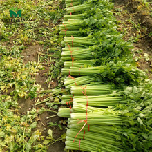 中科茂华蔬菜种子欧诺德星驰小香芹种子四季种植黄嫩西芹