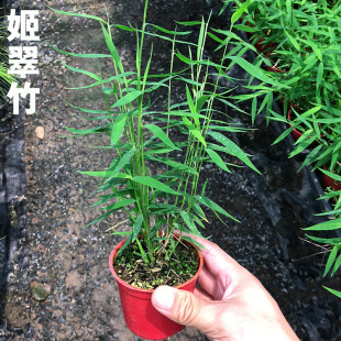 Ji Cuizhu Coskin Bamboo Make Bamboo Bamboo Red Bamboo Золотой паром Bamboo Bamboo Fengzhu Water and Land Cylinder Landscape Plant