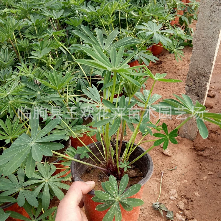 Лу Бинхуа Декоративный Многолетний Цветок Люпин Лу Бинхуа Мяо Парк Huahai Цинчжоу Тепличная База Поставка