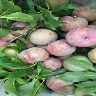 ��������������� �½��؅^������Ʒ�N ���^�� �Ƿָ� ����������