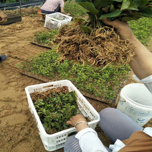 ����������ľ ��������̖��ľ�� �M�༪������ľ �޽ә���