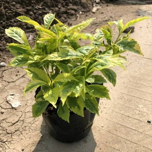 ��ɽ��ľ�������l �GֲС���� ���~�B�N ���� ɫ�K�ر�ֲ��