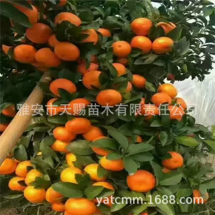 基地批发红桔苗嫁接蜜桔爱媛南瓜橘血橙不知火丑柑春见柑橘果树苗