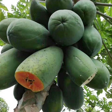 һlrˮǼtľϮˮƤľ9FժFl