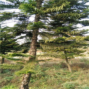 ����ɼ���繤�̾G����ɼ���ͥ�������Ե�������ɼ�绨ľ�辰���l