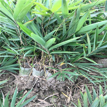 loë ̾GƷNRȫ @־^С