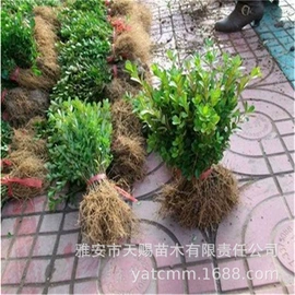 乔木;灌木;园林果树