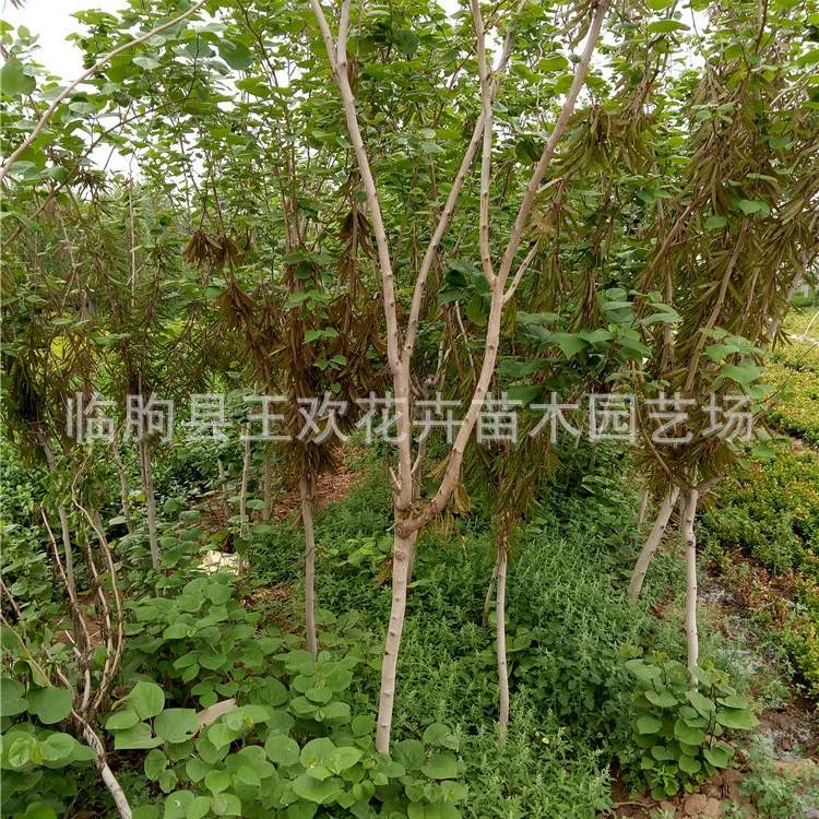 Облесение садовые растения, полные красных деревьев баухинии Саженцы баухинии заросшие саженцы деревьев баухинии проект по облесению Саженцы деревьев баухинии