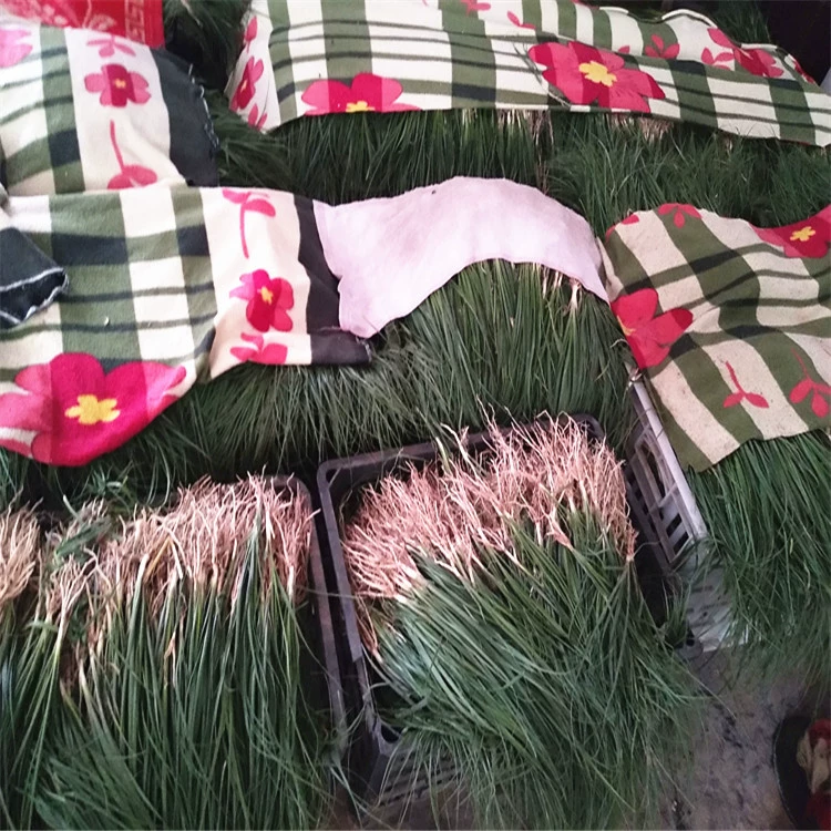 Оптовая покупка китайских травяных семян и рассады