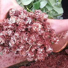 云南玫瑰苗四季大桃红月季小苗种苗基地直销多季开花花卉红色月季