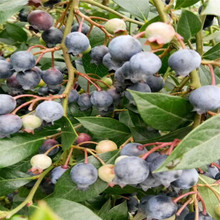 �{ݮ��ľ�Ϸ��Nֲ ����Y�� �����{ݮ�� ���Ե��d�{ݮ�� ���F