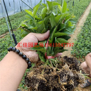 吉塞拉矮化占木樱桃苗基地 供应地径3-6公分樱桃苗12号樱桃苗