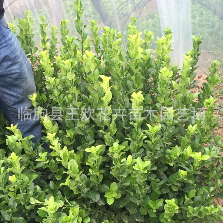 Озеленение земель Вэй Копье Цена Поставка Шаньдун Проект хеджирования Вэй Копье Мяч Рассада Многолетнее озеленение Jiaodong Wei Spear