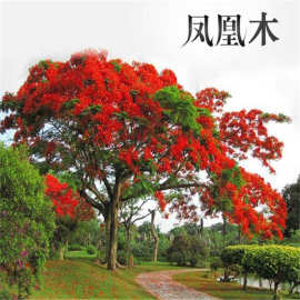 红花楹树苗基地批发四季栽种南美洲蓝花楹小苗庭院植物凤凰木苗木