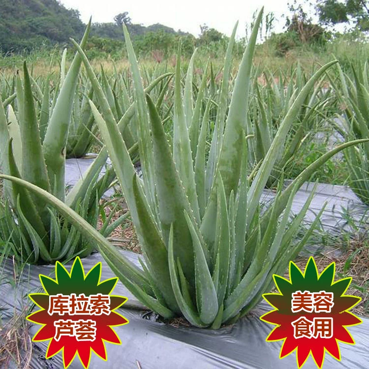 Суккуленты из Кюрасао: рассада алоэ вера, прямые продажи, крупные растения в горшках для декора интерьера и экстерьера, настольный ландшафтный дизайн