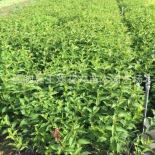 �\������ ɽ�|�������l�t�����\������  ���G��ľ ��ľ����