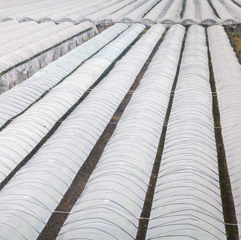 供应葡萄膜葡萄大棚膜 广西用葡萄膜 葡萄雨伞膜 葡萄避雨棚