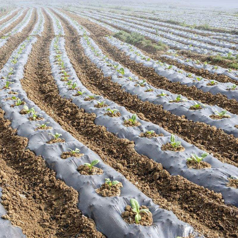 供应农地膜，塑料薄膜黑白地膜银黑膜黑地膜茂金属膜厂家发货