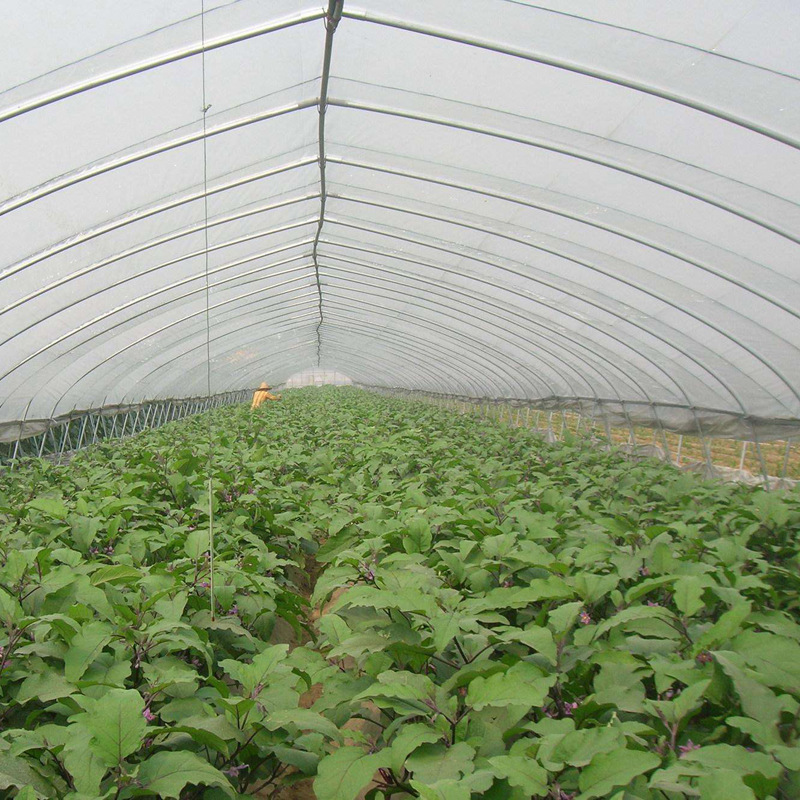 供应大棚膜长寿膜茂金属长寿流滴膜多功能膜西瓜膜草莓膜蔬菜膜