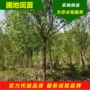 辽宁工程园林基地桃树苗