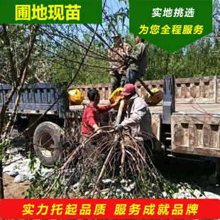 �gӭ��ԃ���Ҙ���t��������ľ���������^�p�Ҙ�Ҏ��ȫ�Ɍ��ؿ�؛