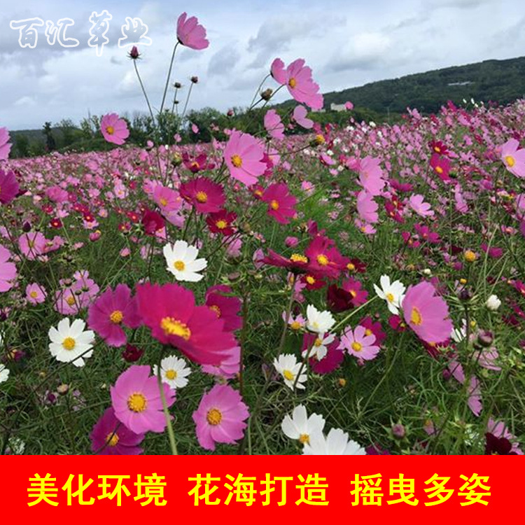 快速开花花卉品种的花种子四川花种子批发供应速生花籽波斯菊种籽