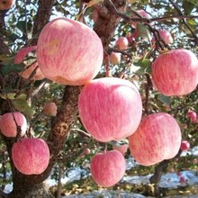 河南红富士苹果批发江苏红富士苹果基地江西湖北红富士苹果价格