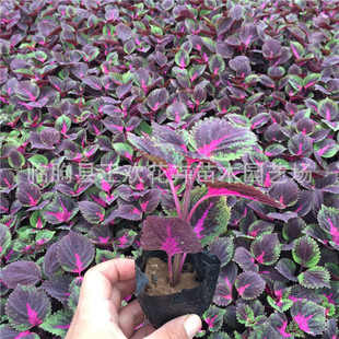 ���~��  ɽ�|���ݻ������l���~�ݷN�� �t�~�G�~���~���� ���~ֲ��