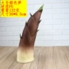 Large brown bamboo shoots