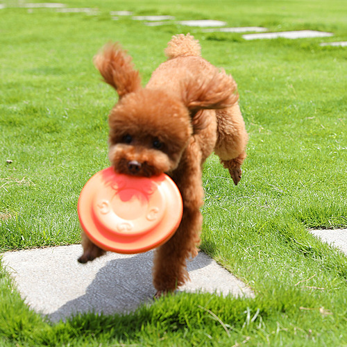 Dog Toy Large Dog Labrador Border Collie Outdoor Interactive Throwing Toy Flying Saucer Frisbee Dog Training Supplies