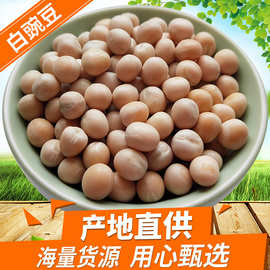 白豌豆批发白豌豆仁生干豌豆49斤豌杂面打豆浆原料鸽粮豌豆