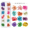 New Japanese nail dried flower 12 -color star sun flower small daisy 12 -color dried flower box is equipped with 24 nails dry flowers