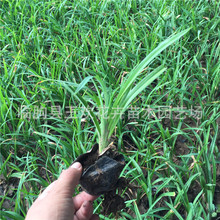 ɽ�|�������l���\���������N�� ����ݽ�����������ԾGֲ