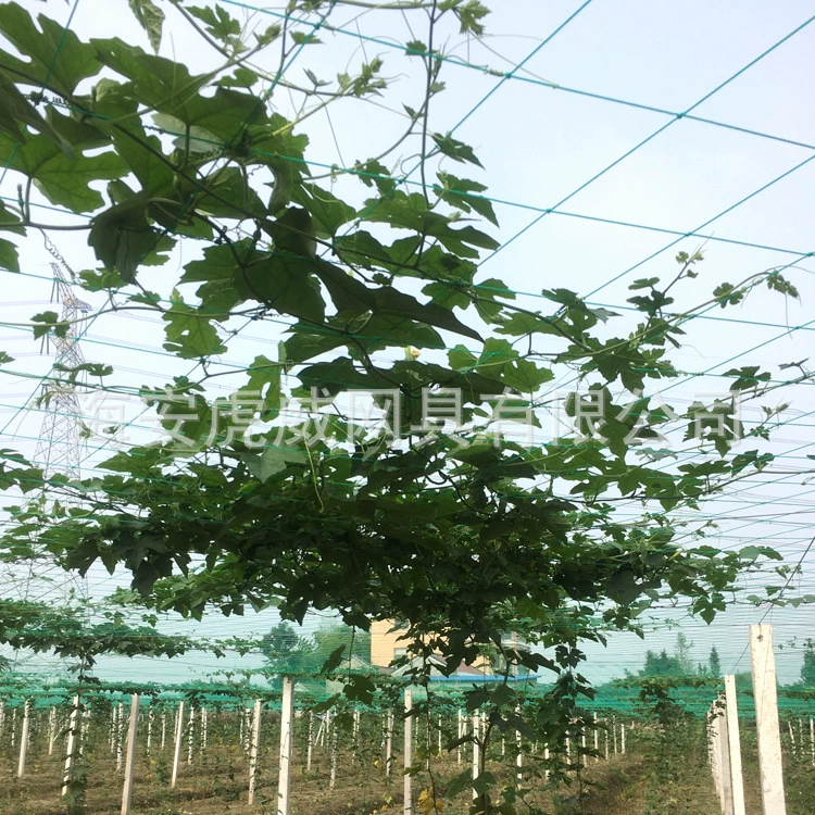 Поставка пластиковых растений альпинистская сеть огурец висит Дыня альпинистская сеть сад зеленая решетка альпинистская сетка сеть поддержки растений