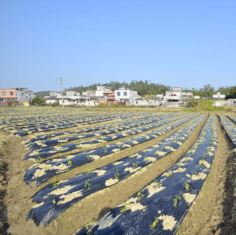 供应日本专用地膜薄膜黑地膜长寿黑地膜茂金属黑地膜