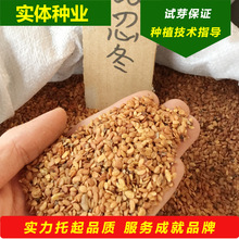 gӭԃt̶NӽyѲyľy̶Nă