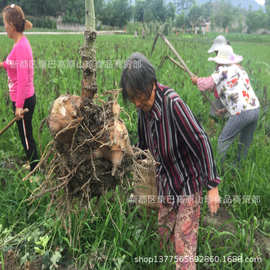 火神派经方中药材 四川江油 生魔芋片 内附图片