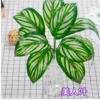 Beauty leaf