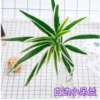 White Bian Xiaolian