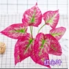 Red -hearted leaf