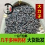 牛子正品牛蒡中药材