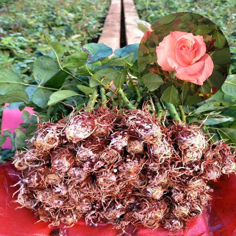 基地热销戴安娜月季蔷薇玫瑰花苗园林绿化扦插小苗盆栽苗木花卉