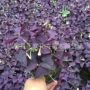 三叶草青州植物各种宿根