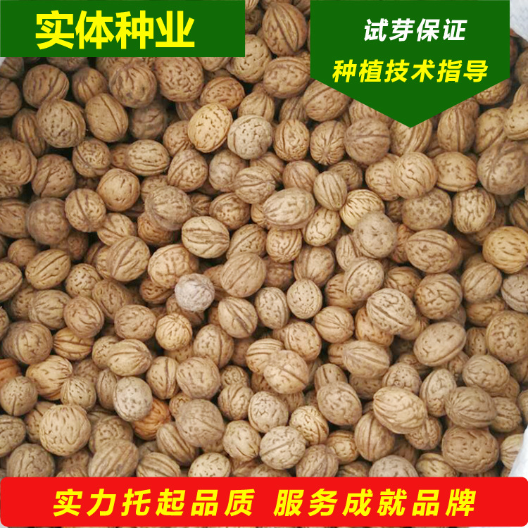 京桃种子手串核桃山桃看桃核工艺品原材料新疆京桃核北方京桃树籽