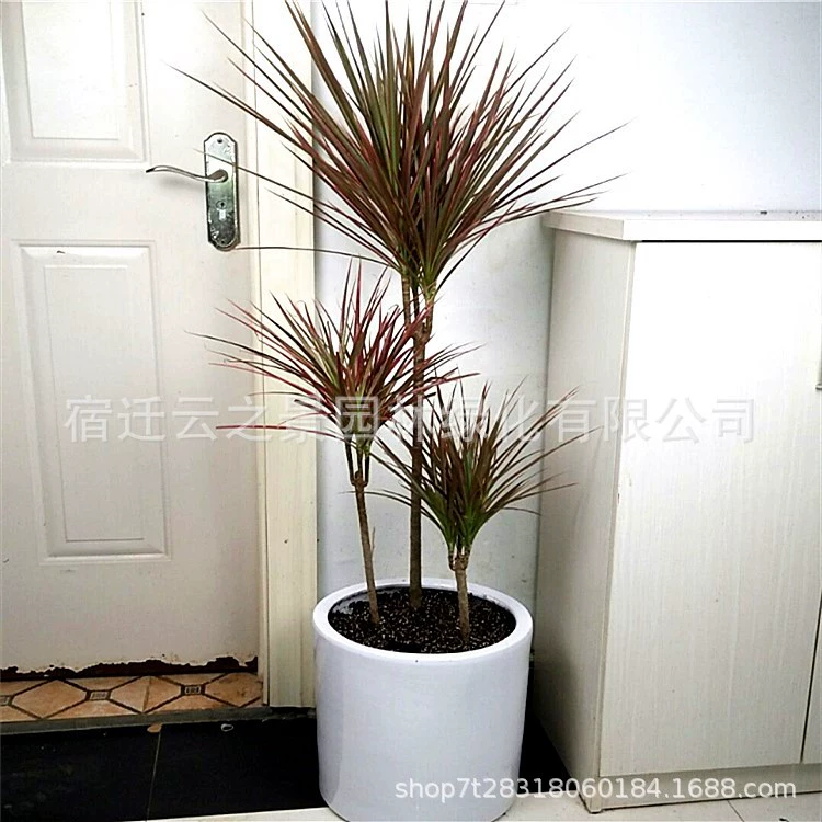 Красочное железное Тысячелетнее дерево в горшке Триколор Кровавое дерево дракона Красный бамбуковый лист растение Внутреннее зеленое растение Гостиная Спальня Цветы